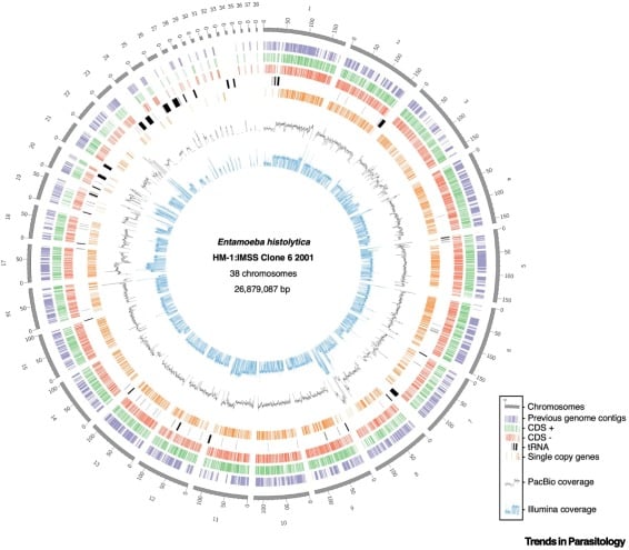 genome entamoeba