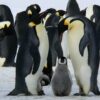manchots excrements rechauffement climatique