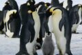 manchots excrements rechauffement climatique