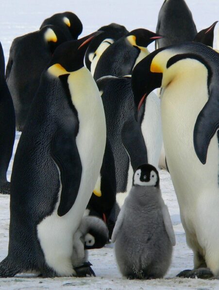 manchots excrements rechauffement climatique