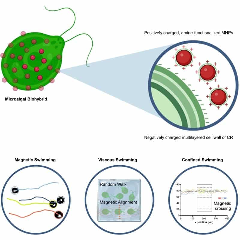 microalgues microrobots