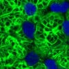 parasite cellules restes deguisement