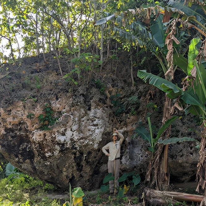 rocher tsunami tonga
