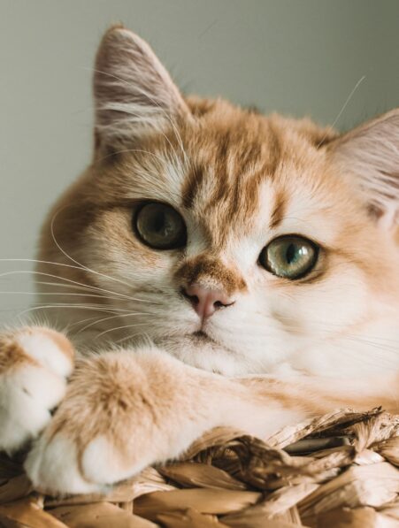 chats ronronnent mystere