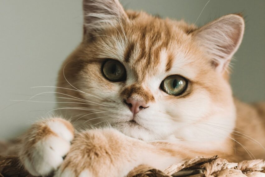 chats ronronnent mystere