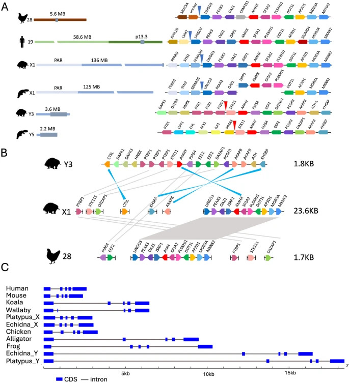 genes ornithorynques