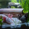mucus axolotl multiresistant cancer