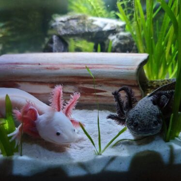 mucus axolotl multiresistant cancer