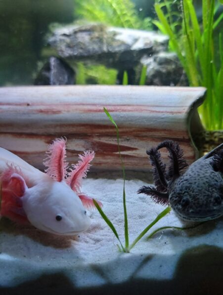 mucus axolotl multiresistant cancer
