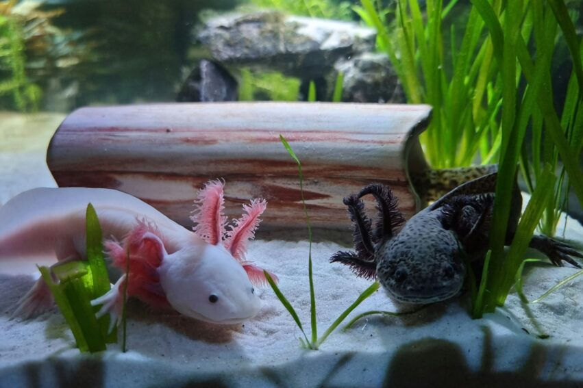 mucus axolotl multiresistant cancer