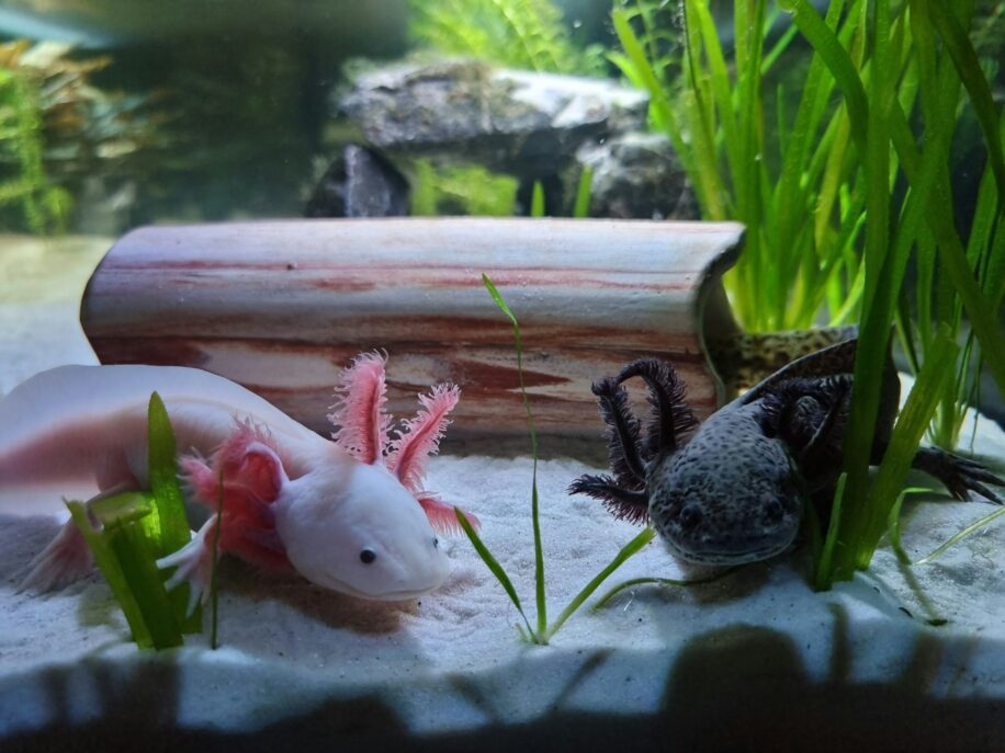 mucus axolotl multiresistant cancer