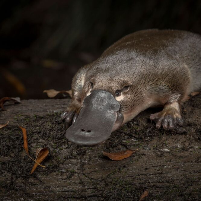 mystere sexe ornithorynque