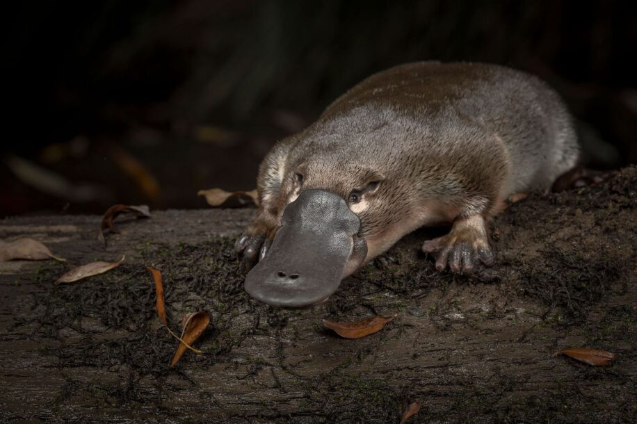 mystere sexe ornithorynque