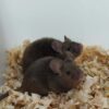 souris deux peres reproduire