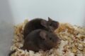 souris deux peres reproduire