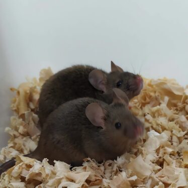 souris deux peres reproduire
