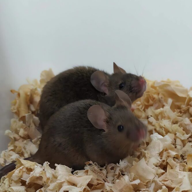 souris deux peres reproduire