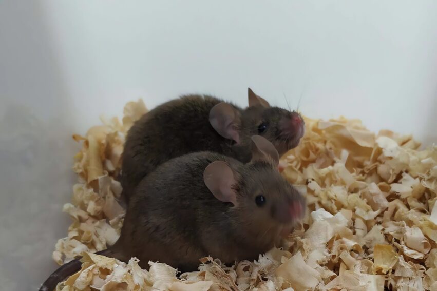 souris deux peres reproduire