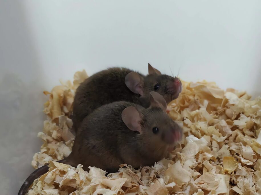 souris deux peres reproduire