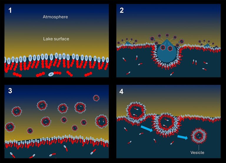 titant vesicle