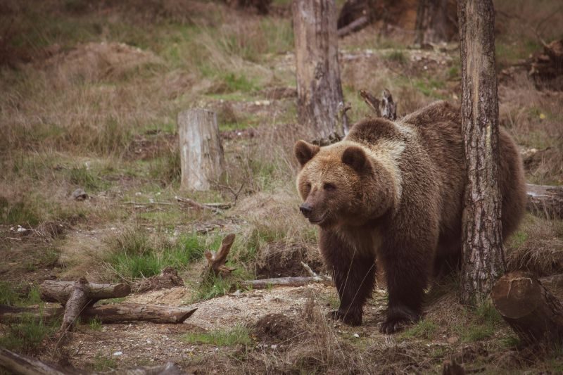 Un ours brun de 360 kg reçoit la plus grande couronne dentaire jamais fabriquée