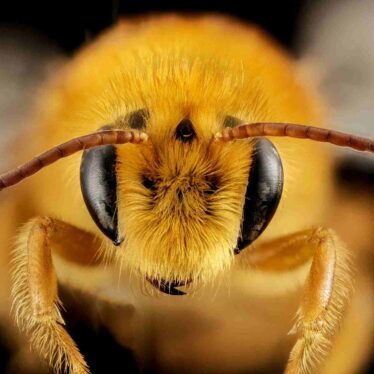 abeilles cyborgs puce cerebral