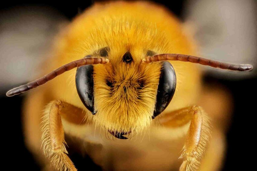 abeilles cyborgs puce cerebral