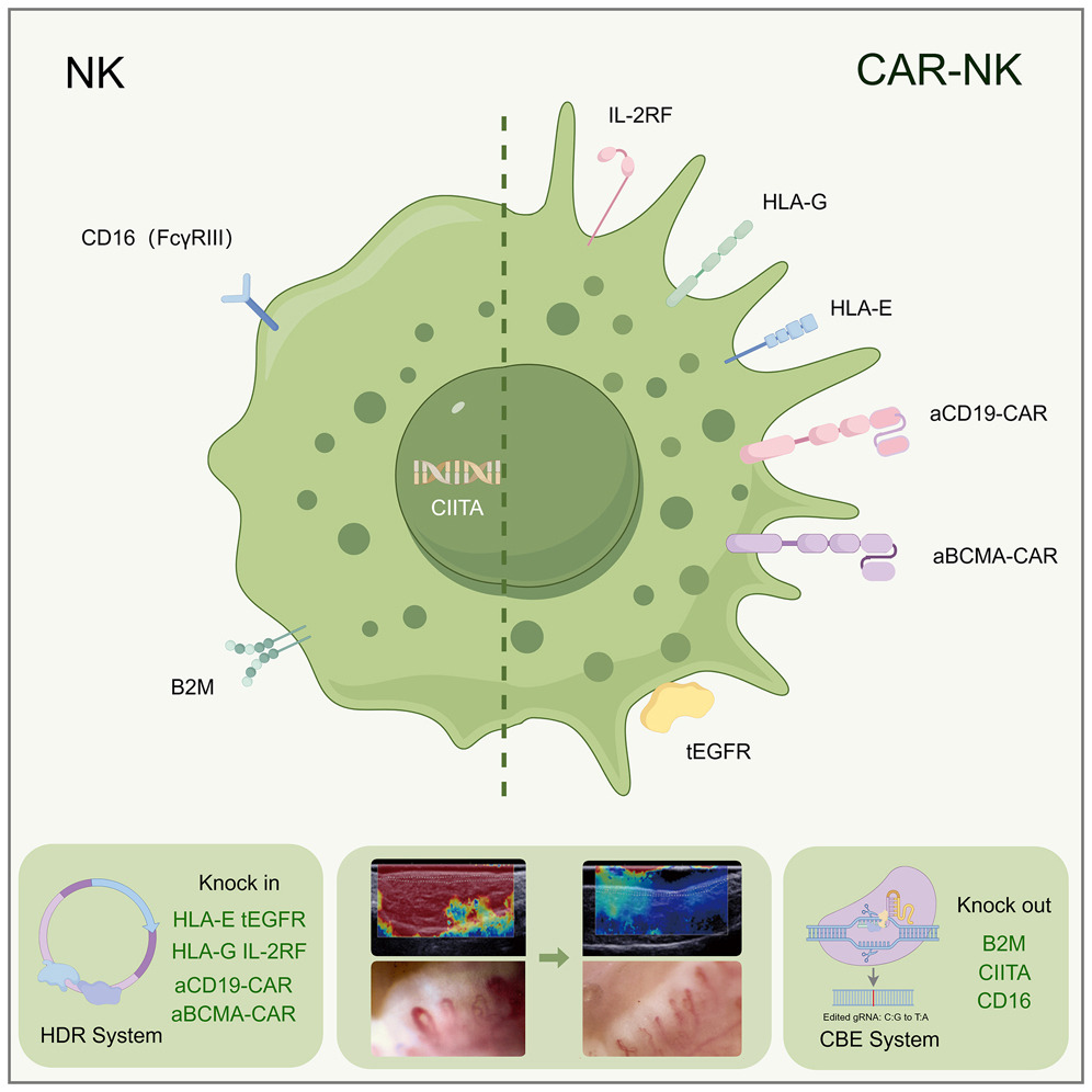 car nk auto immune