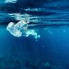 nanoplastiques quantite atlantique nord