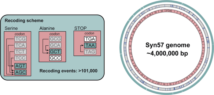 syn57 bacterie