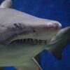 acidification oceans requins