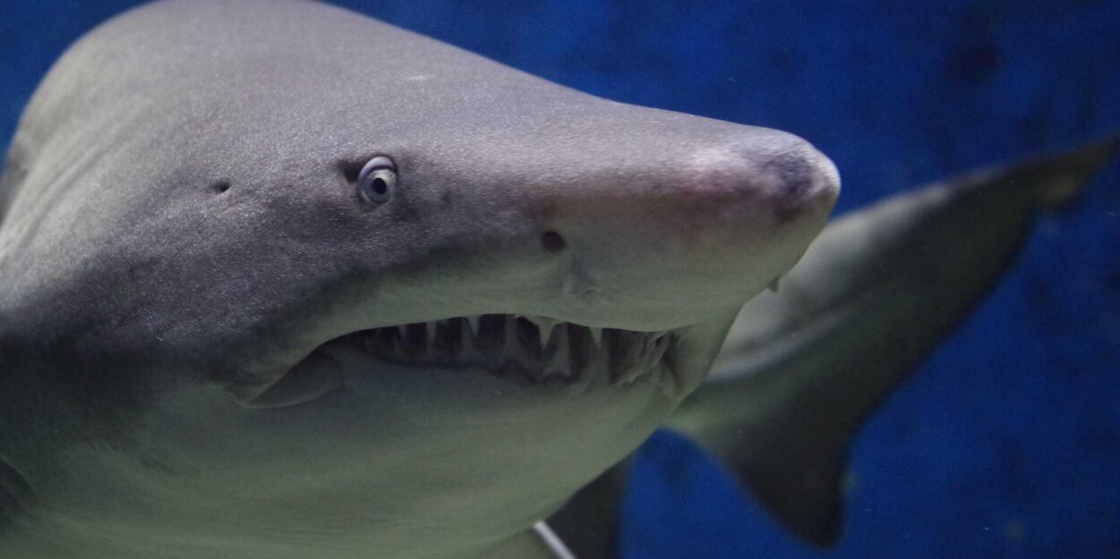 acidification oceans requins
