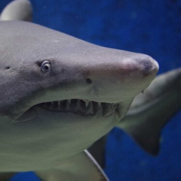acidification oceans requins