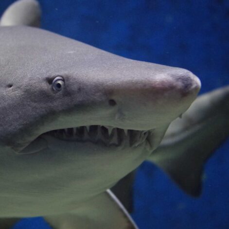 acidification oceans requins
