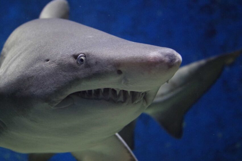 acidification oceans requins