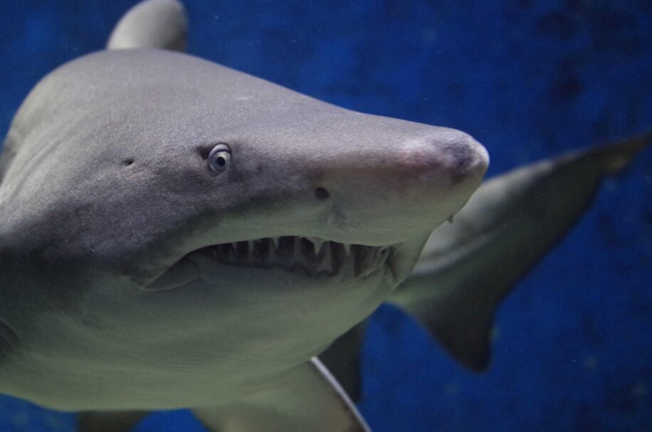 acidification oceans requins