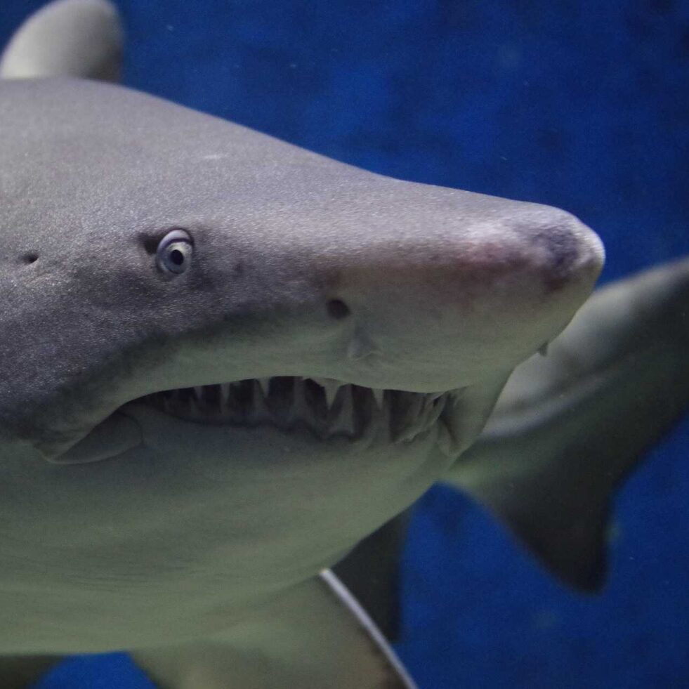 acidification oceans requins