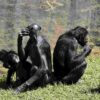 bonobos suivre mentalement
