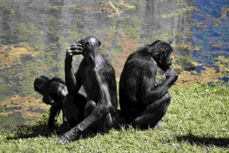 bonobos suivre mentalement