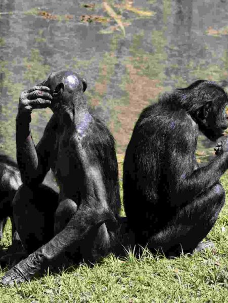 bonobos suivre mentalement