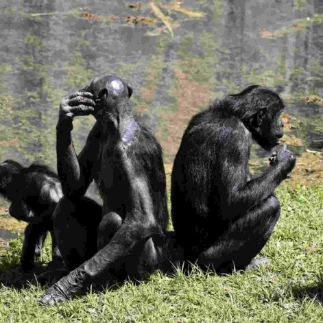 bonobos suivre mentalement