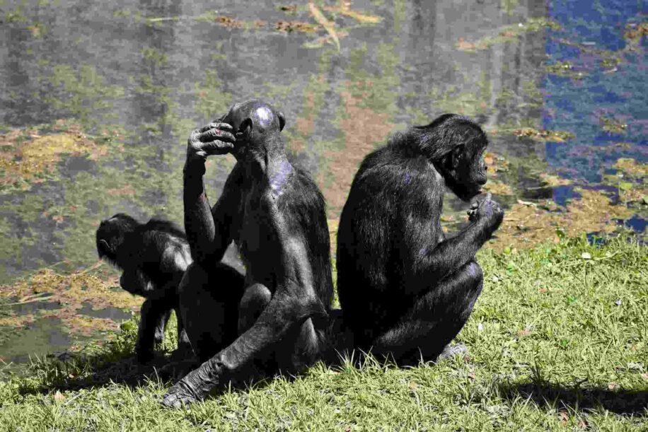 bonobos suivre mentalement