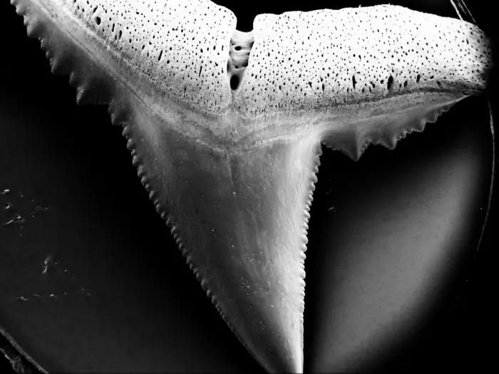 dent requin