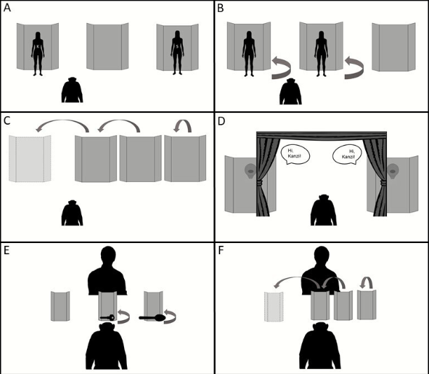 experience bonobos