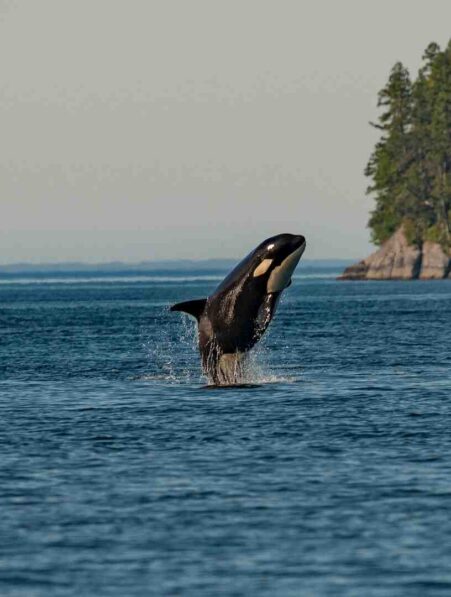 orques sembrasser norvege