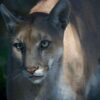 panthere floride sauve extinction