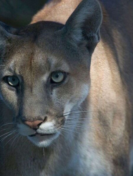 panthere floride sauve extinction