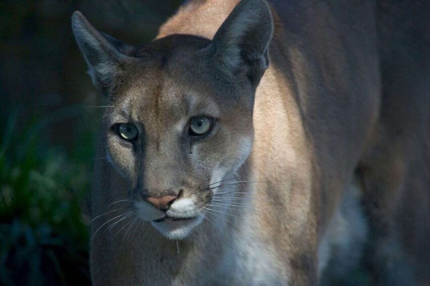 panthere floride sauve extinction