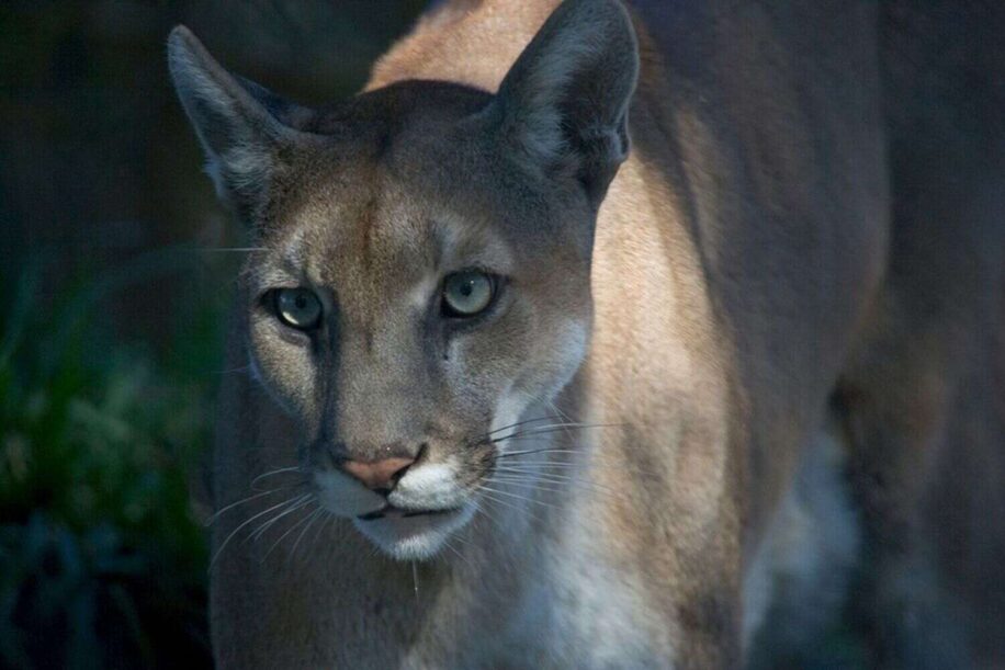 panthere floride sauve extinction