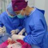 poumon porc transplante humain